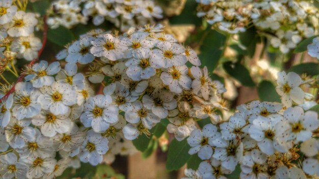 Close-up van witte bloemen