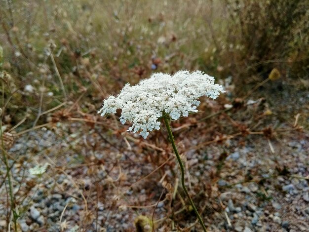 Close-up van witte bloemen