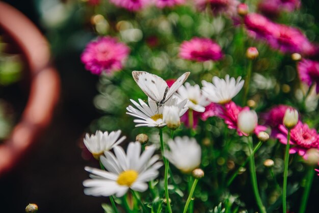 Foto close-up van witte bloemen
