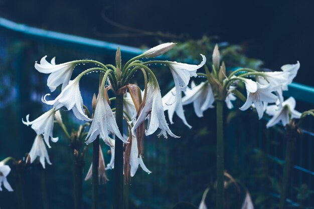 Close-up van witte bloemen