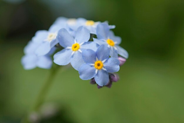 Close-up van witte bloemen