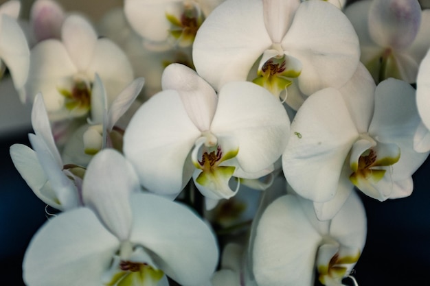 Close-up van witte bloemen