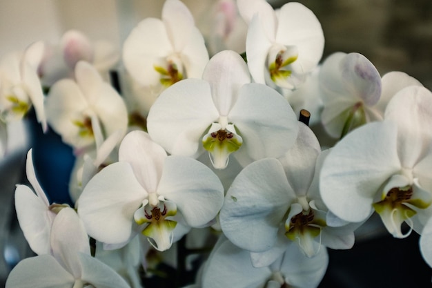 Close-up van witte bloemen