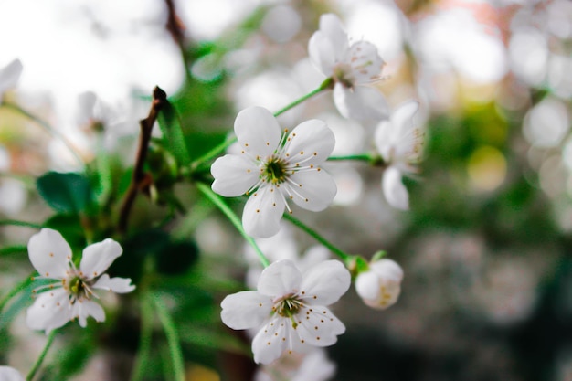 Close-up van witte bloemen