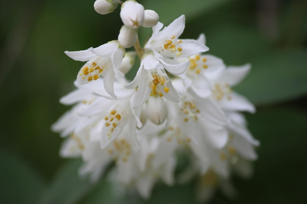 Close-up van witte bloemen