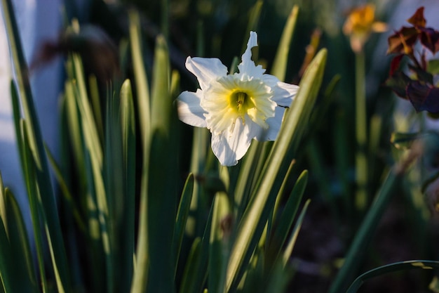 Foto close-up van witte bloemen