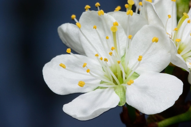 Close-up van witte bloemen