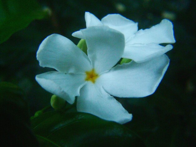 Close-up van witte bloemen