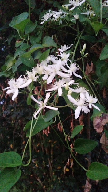 Foto close-up van witte bloemen