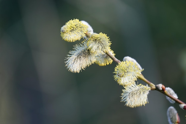 Close-up van witte bloemknoppen