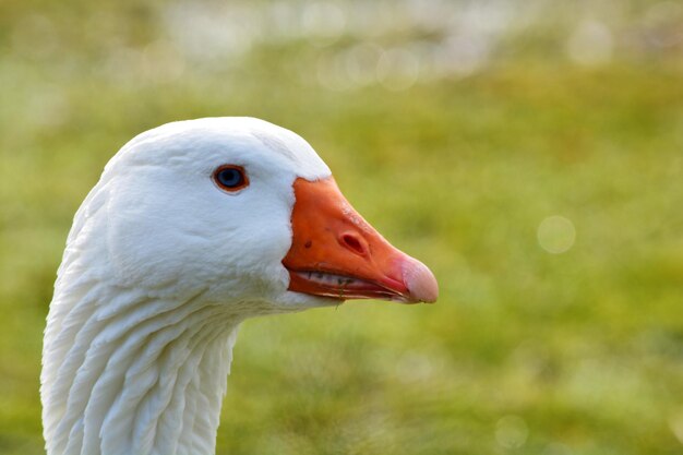 Foto close-up van witte eend op het veld.