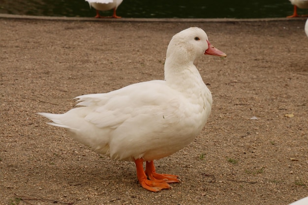 Close-up van witte eend op het veld