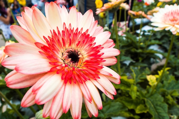 Close up van witte en roze Gerbera