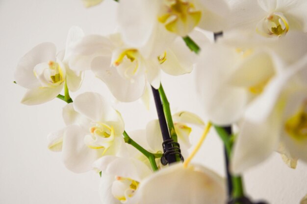 Close-up van witte gele details orchidee bloemen geïsoleerd op witte achtergrond minimalistische bloesem oom