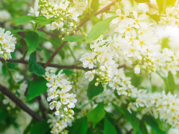 Close-up van witte gewone vogelkers bloemen op een tak met zonnestralen