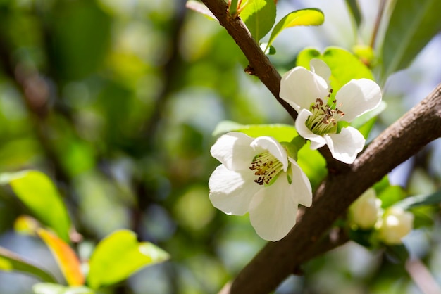 Close-up van witte Japanse kweepeer bloemen buiten genomen