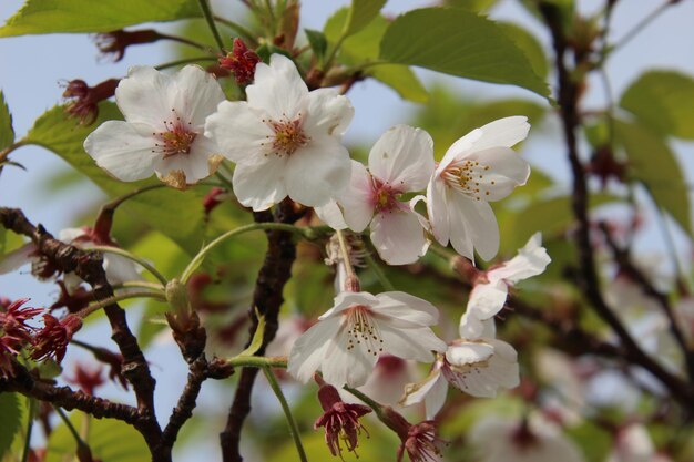 Foto close-up van witte kersenbloesems in het voorjaar