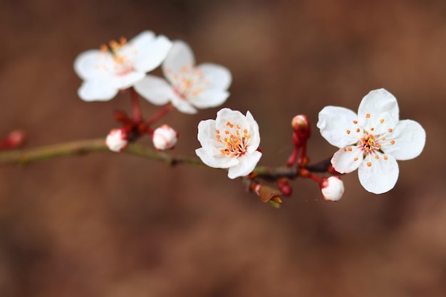 Foto close-up van witte kersenbloesems in het voorjaar