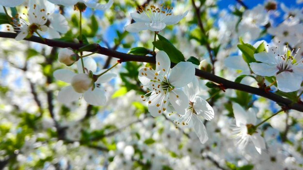 Foto close-up van witte kersenbloesems in het voorjaar