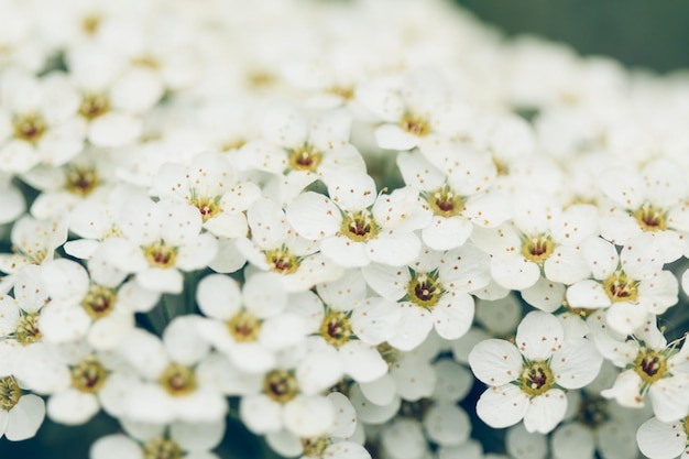 Foto close-up van witte kersenbloesems