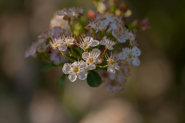 Foto close-up van witte kersenbloesems