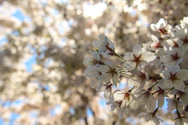 Close-up van witte kersenbloesems