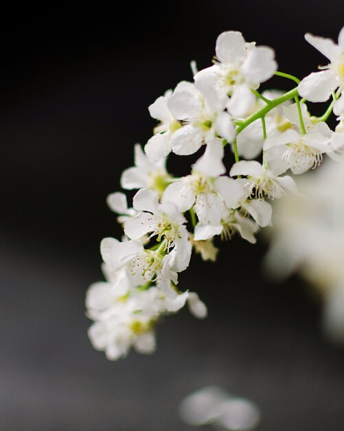 Foto close-up van witte kersenbloesems