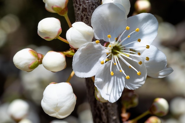 Close-up van witte kersenbloesems