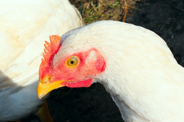 close-up van witte kip op het pluimveeterrein in het dorp
