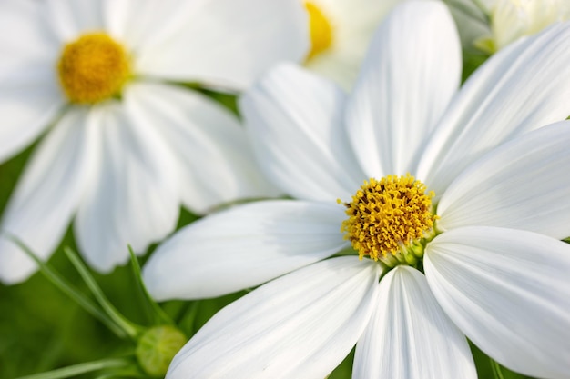 Close-up van witte kosmos bloemen in de tuin