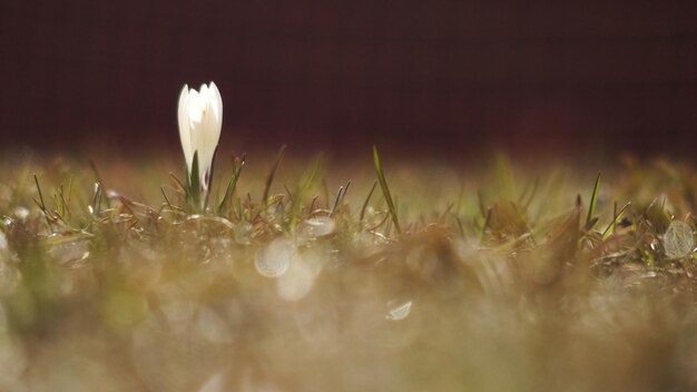 Foto close-up van witte krokusbloemen op het veld