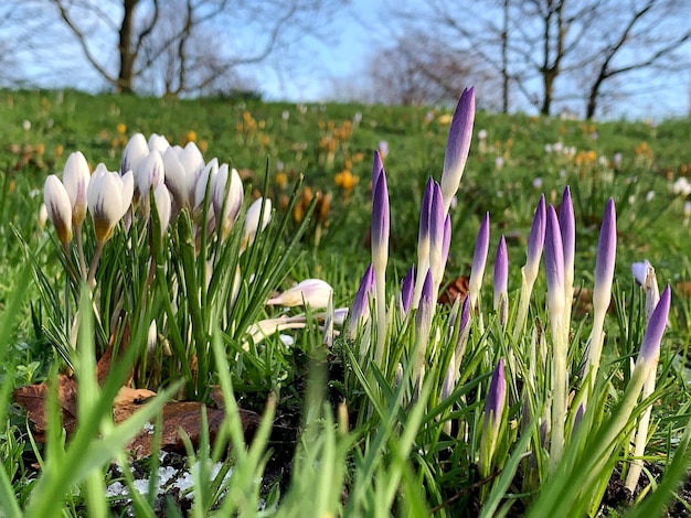 Foto close-up van witte krokusbloemen op het veld