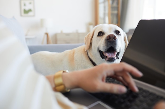 Close up van witte labrador hond liggend op de bank thuis en wachten op vrouw online werken vanuit huis...