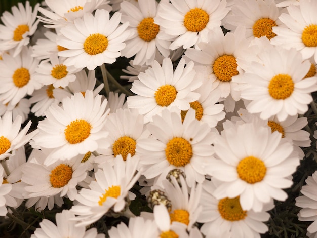 Close-up van witte madeliefjes die op de plant groeien