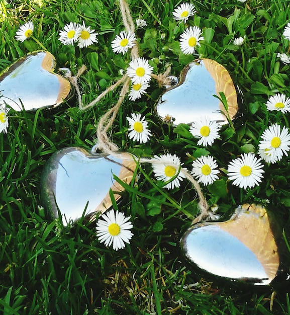 Foto close-up van witte madeliefjesbloemen in het veld