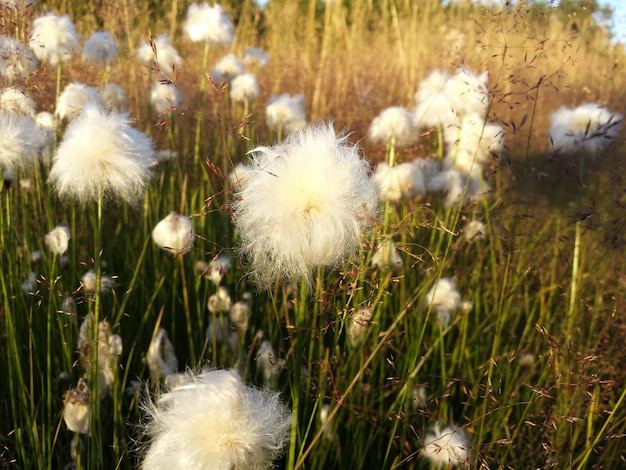 Close-up van witte madeliefjesbloemen in het veld