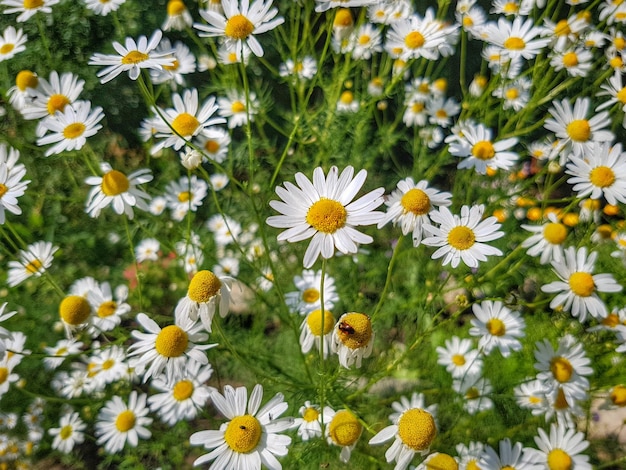 Close-up van witte madeliefjesbloemen op het veld