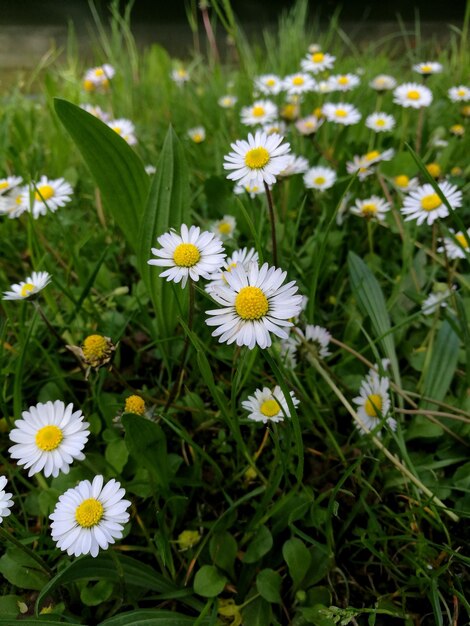 Foto close-up van witte madeliefjesbloemen op het veld