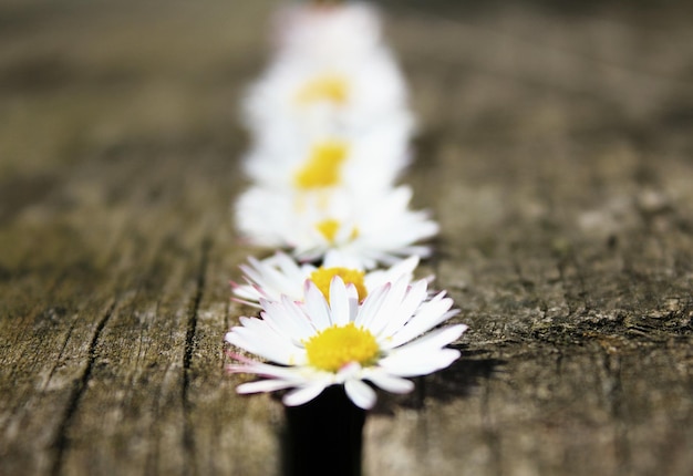 Foto close-up van witte madeliefjesbloemen