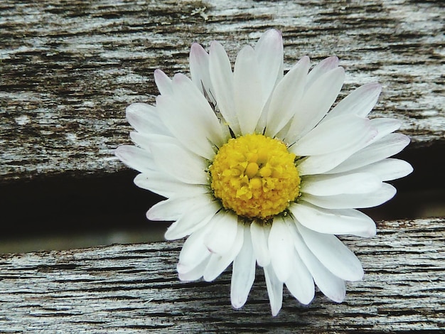 Close-up van witte madeliefjesbloemen