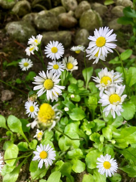 Foto close-up van witte madeliefjesbloemen