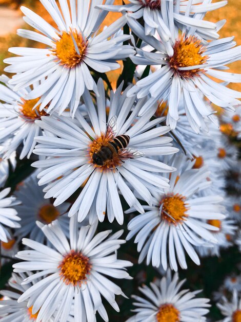 Foto close-up van witte madeliefjesbloemen