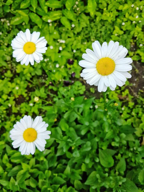 Foto close-up van witte madeliefjesbloemen