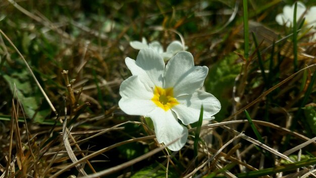 Foto close-up van witte madeliefjesbloemen