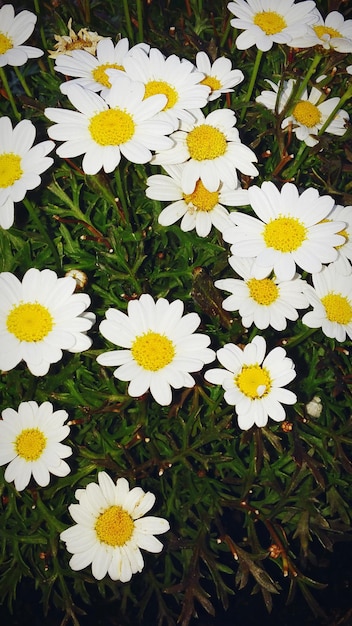 Foto close-up van witte madeliefjesbloemen