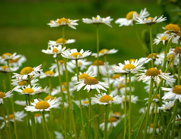 Foto close-up van witte madeliefjesbloemen