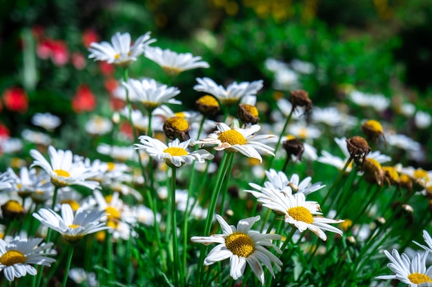 Close-up van witte madeliefjesbloemen