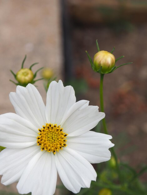 Foto close-up van witte madeliefjesbloemen