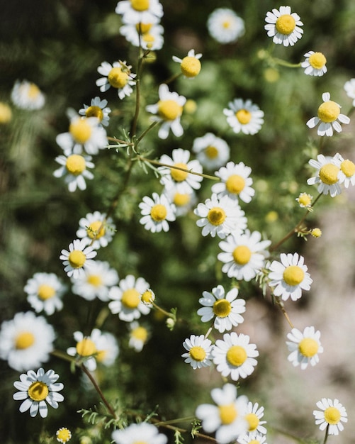 Foto close-up van witte madeliefjesbloemen