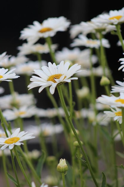 Foto close-up van witte madeliefjesbloemen